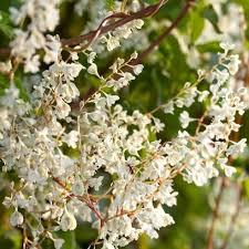 Image result for Fallopia baldschuanica