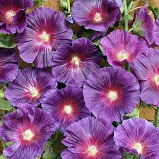 Hollyhock Seeds For Sale 41 Varieties Flower Seeds Hollyhocks Flowers Flower Seeds Perennials