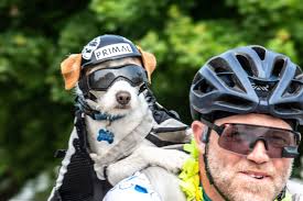 RAGBRAI: Photos of dogs