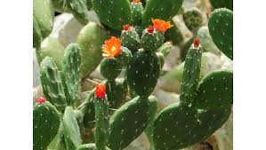 See some fantastic plants as i tour the toronto 2019 cactus and succulent show! Garden Events In The San Fernando Valley June 7 14 Daily News