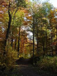 Schellenberger Wald Essen Haunted Woods Beautiful Places Nature