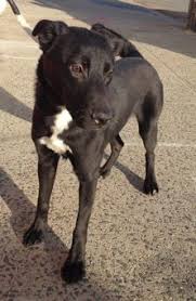 Black And White Collie Mix Border Collie Lab Mix Lab Mix Puppies Border Collie Lab Mix Pitbull Lab Mix