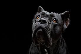 Il cane corso è una razza italiana dal carattere equilibrato, con quello sguardo un po' sornione ma estremamente intelligente. Cane Corso Carattere Standard E Cose Da Sapere Io E Il Mio Animale