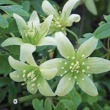 Clematis montana 'mayleen' | 2.5l pot pl13664 clematis montana 'mayleen' | 2.5l pot. Clematis Fragrant Oberon Van Meuwen