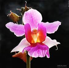 Singapore S National Flower Vanda Miss Joaquim Is One Of The Most Popular Orchids In Singapore The Philippines And Hawa Orchids Orchids Garden Vanda Orchids