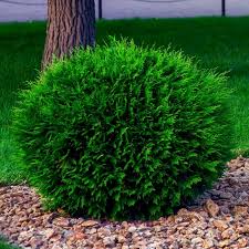 Image result for Hetaeria occidentalis