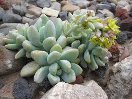 #sedeveria #succulentopedia #succulents #cactiandsucculents #worldofsucculents #succulentlove #succulent #succulentplant #succulentplants #succulentmania #succulentlover. Graptosedum Xgraptosedum Blue Giant Garden Org