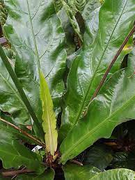 Pin On Anthuriums