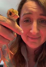 Story time…. Here’s my new little baby peacocks 😭😂 #peacocks #alabama  #crowexotic #exoticpets #farmgirl #farmchores #chickenmath #comedy #funny  #foryoupage #viral