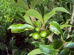 Image result for Flacourtia indica