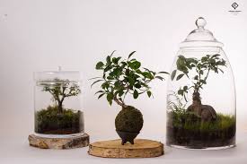 Pourquoi offrir un terrarium bonsaï ficus ginseng publicitaire personnalisé grand modèle ? Bonsai Terrarium Ficus Ginseng Moss Kokedama Indoor Gardens Plants Terrarium