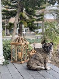 Based on 5 survey responses. Mesa West Pet Hospital 215 Photos 110 Reviews Veterinarians 1870 Placentia Ave Costa Mesa Ca Phone Number