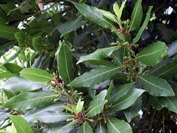 Αποτέλεσμα εικόνας για ΒΑΓΙΟ