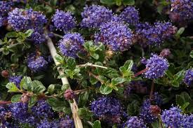 They are extremely drought resistant and prefer dry, well draining soil. Carmel Ceanothus Ceanothus Thyrsiflorus Var Griseus