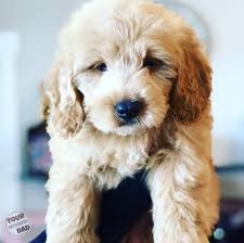 These playful, loving mini goldendoodle puppies are a cross between the golden retriever and the mini poodle. The Best Way To Train A Mini Goldendoodle Puppy Goldendoodle Training