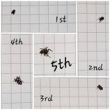 How To Care For Your First Phidippus Regius Spiderling Spooder Nest