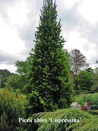 Check spelling or type a new query. Cupressina Columnar Norway Spruces Specifications Picea Abies Cupressina An Upright Form Of The Norway Spruce Picea Abies Norway Spruce Forest Landscape