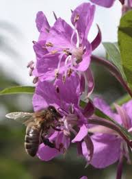 They have a hard outer shell called an exoskeleton. Gallery Institute Of Northern Ireland Beekeepers Inib