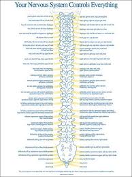 Spinal Nerve Chart Spinal Nerve Lose 20 Pounds Nerves