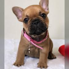 It's free to post an ad. Reserve For Raea Palmieri In Ohio Puppy Love Florida Bulldog Puppies For Sale Facebook