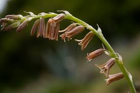 Image result for Dipcadi