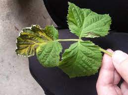 Maybe you would like to learn more about one of these? Help Raspberry Leaves Are Mottled And Curling