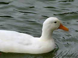 Drakes do possess a drake feather. American Pekin Duck White Free Photo On Pixabay