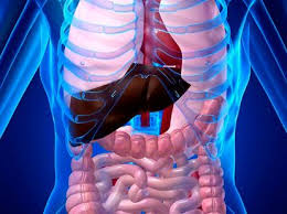 Se encuentra ubicado entre los pulmones. La Teoria De Nuevo Organo En El Cuerpo Humano Abre Debate Cientifico