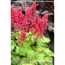 Heuchera Havana Hostas Direct Heuchera Garden Flowers Perennials Coral Bells Heuchera