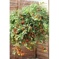 Buy tomato 'tumbling tom' plants from thompson and morgan Red Yellow Tumbling Tom Tomato Seeds Cena 1 55
