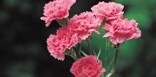 Check spelling or type a new query. How To Care For Carnations Of The Air Cherry Blossom
