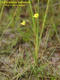 Image result for Utricularia subulata