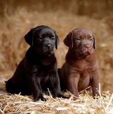 Labrador Chiots Chien Labrador Chiot Chien
