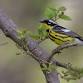Bonkers for Birds