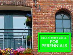 Its petals have an elegant shape and the height of the plant is about 4 feet. Best Planter Boxes For Perennials Properly Rooted