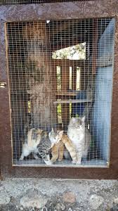 Kedi Evi Kedi Evi Kedi