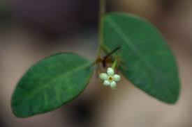 Image result for Synaptolepis