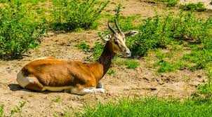 Browse 22,678 gazelle stock photos and images available, or search for gazelle running or lion gazelle to find more great stock photos and pictures. 186 Gazelle Sitting Photos Free Royalty Free Stock Photos From Dreamstime