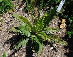 Image result for Encephalartos ngoyanus