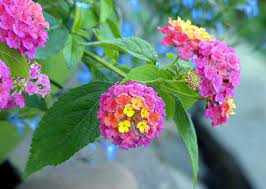 How To Grow Lantana Plants Blog Growjoy Lantana Plant Lantana Plants