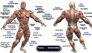 Start studying anatomy muscle chart. Anatomy Posters Poster Template