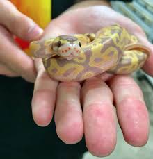 Ball Python Care Sheet I Learn How To Care For Your Ball