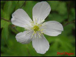 fleur blanche à 5 pétales