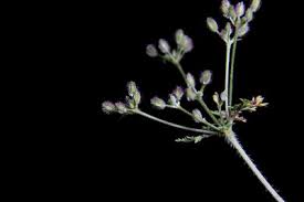 Image result for Agrocharis