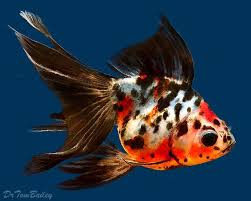 Disappearing Goldfish R Glitch In The Matrix Fantail Goldfish Goldfish Ryukin Goldfish