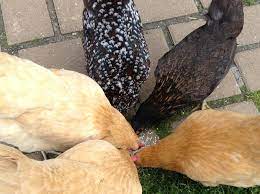 Does your pet make you breakfast? Introducing New Chickens Using The See But Don T Touch Method Backyard Chickens Learn How To Raise Chickens