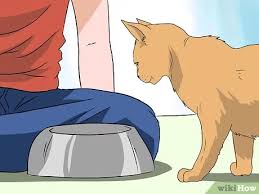 Cat hair loss, also known as alopecia, could be caused by several common factors. 5 Ways To Deal With Hair Loss In Cats Wikihow