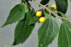 Image result for Celtis africana
