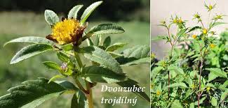 Image result for foto Dvouzubec