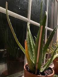 Others, such as agaves and kalanchoes, store water mainly in the leaves. Is Sun Stress Harmful To Aloe Leaf Turning Orange Plantclinic